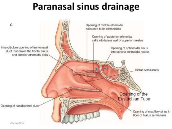 nasal sinus drainage
