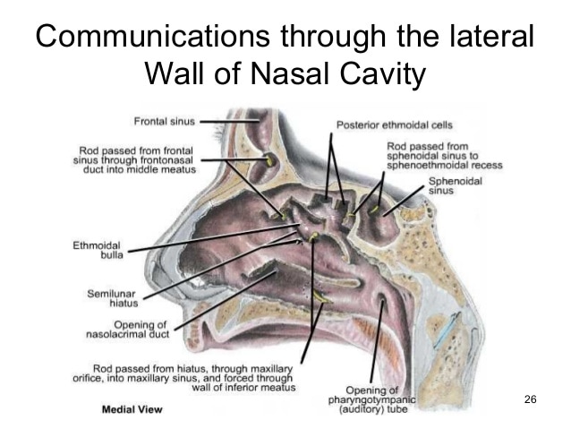 nasal sinus drainage